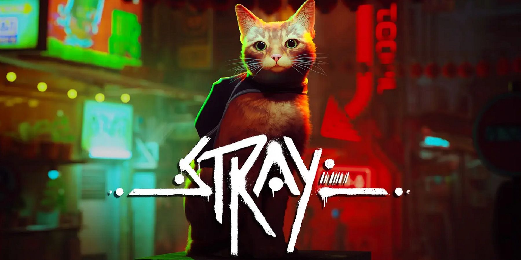 stray cat and logo
