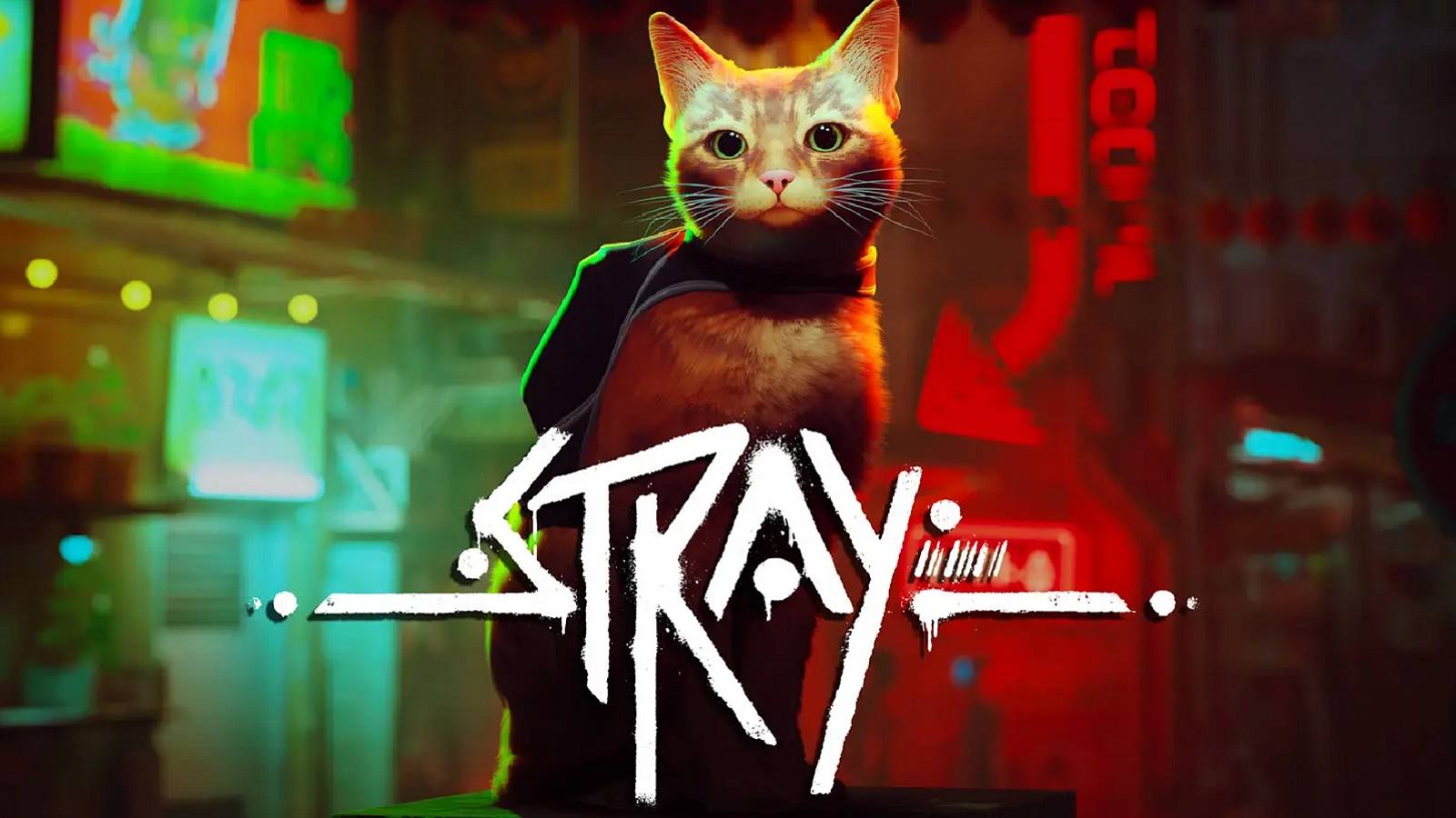 stray cat and logo