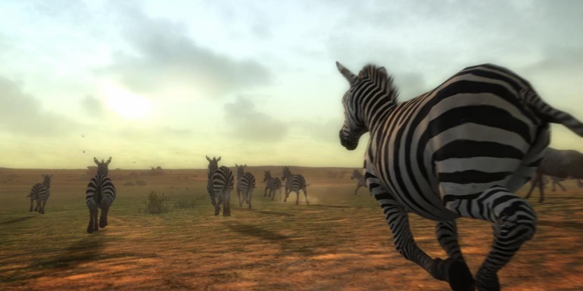 Zebras running in Afrika