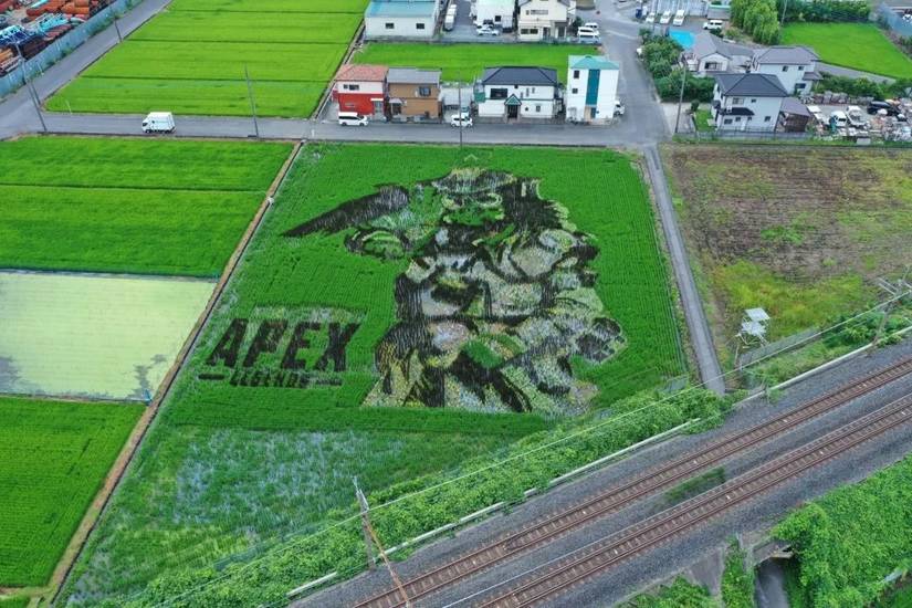Bloodhound Rice Paddy Field art