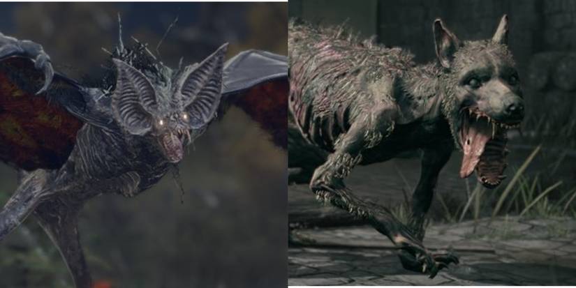 Split image of giant bat and dog.