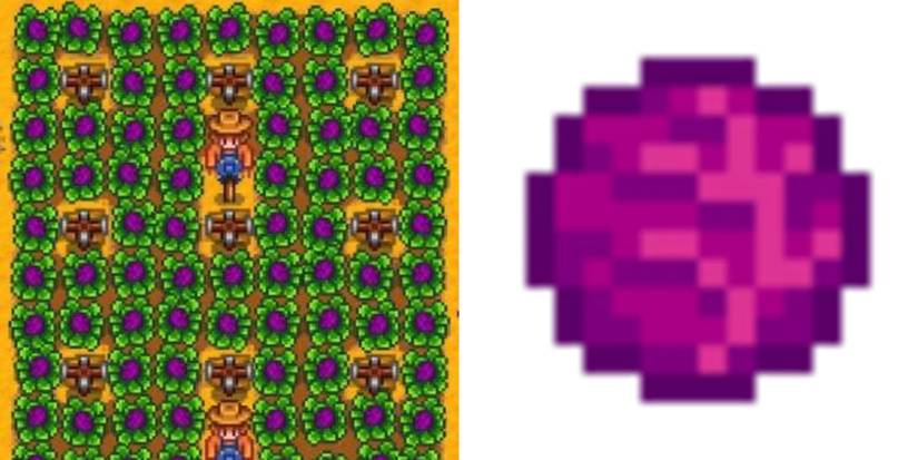 red cabbage in stardew valley 