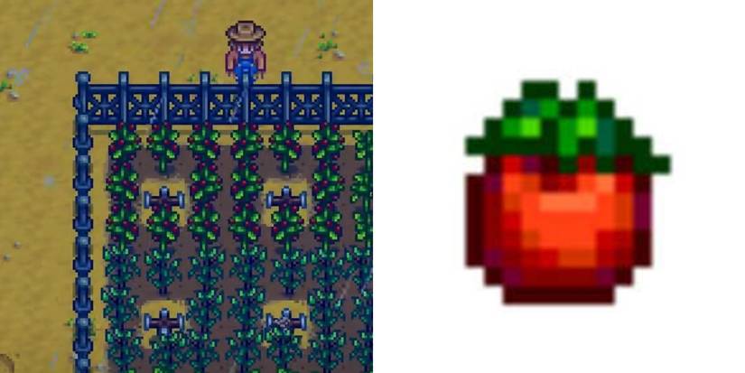 tomato in stardew valley 