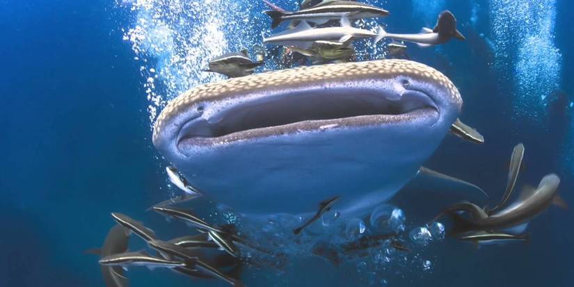 Galapagos Realm Of Giant Sharks (2015)