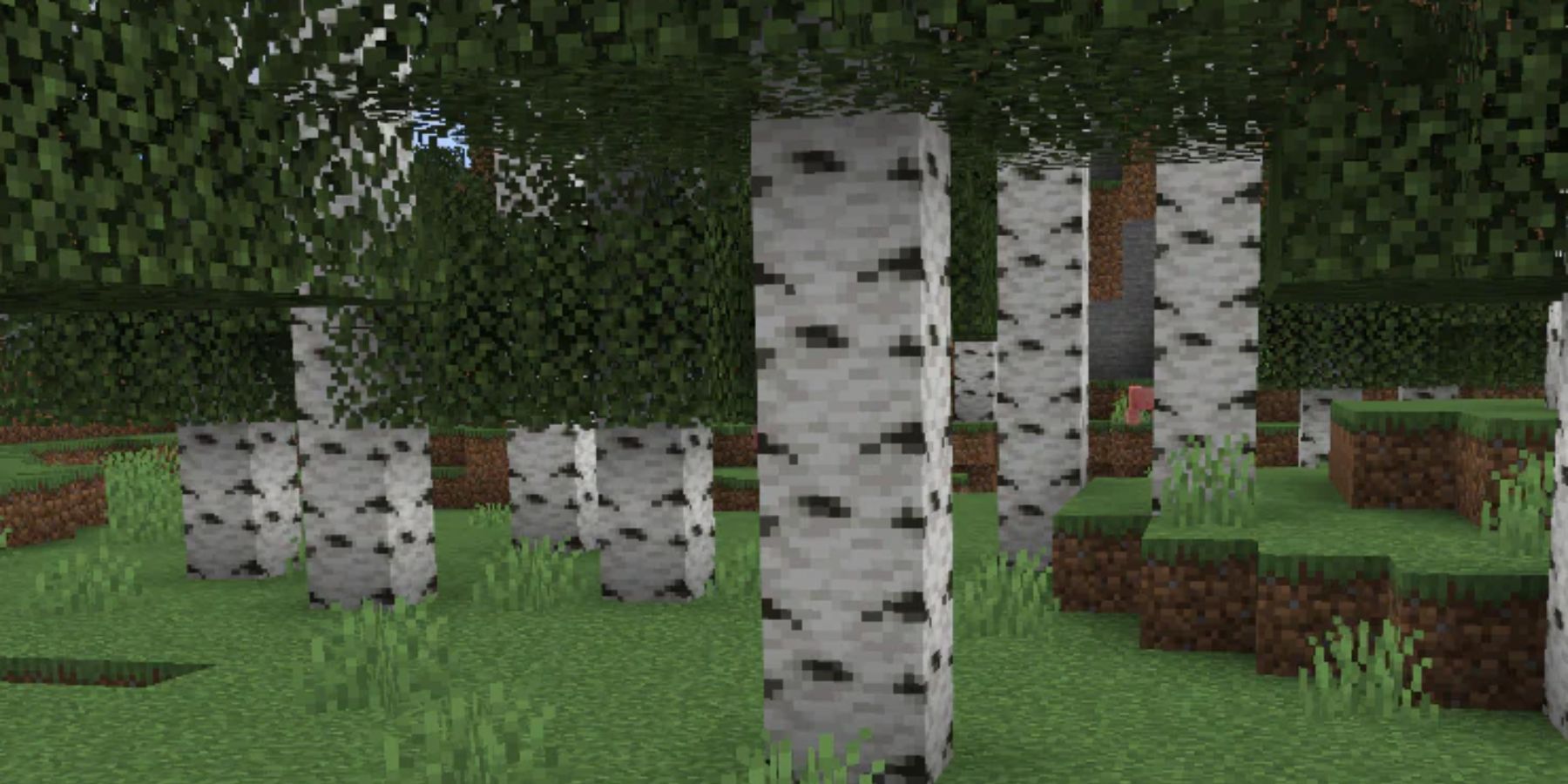 Minecraft Birch Tree Forest