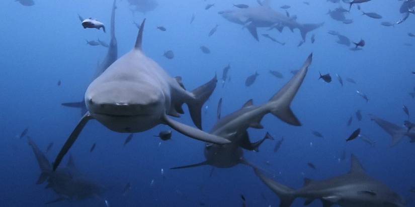 Of Shark And Man bull shark