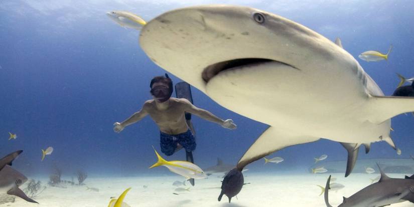 Sharkwater (2006)