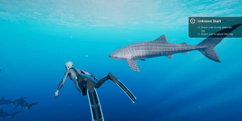 player diver first time analyzing a whale shark