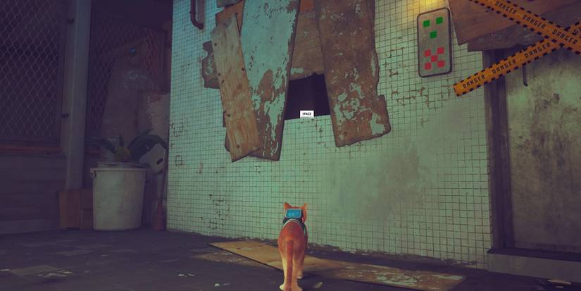 climbing the window that is covered by planks in stray