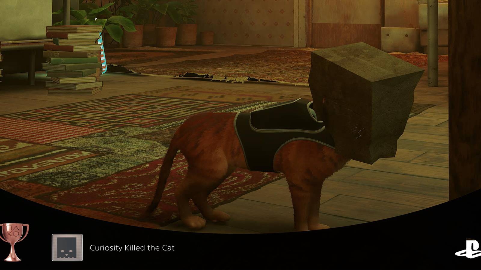 stray-trophy-curiosity-killed-the-cat