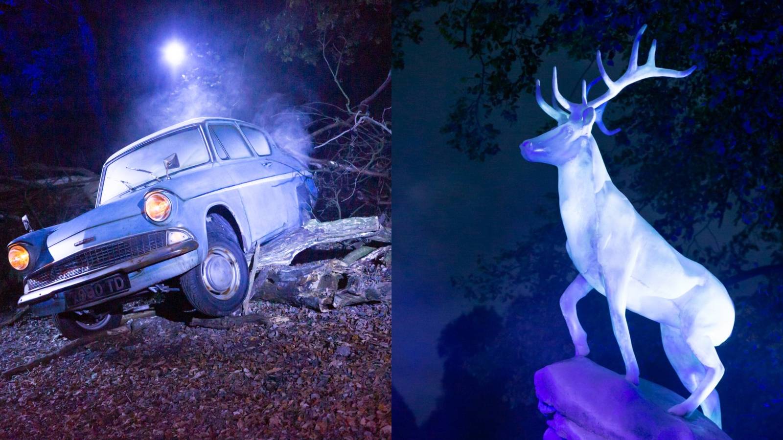 harry potter experience