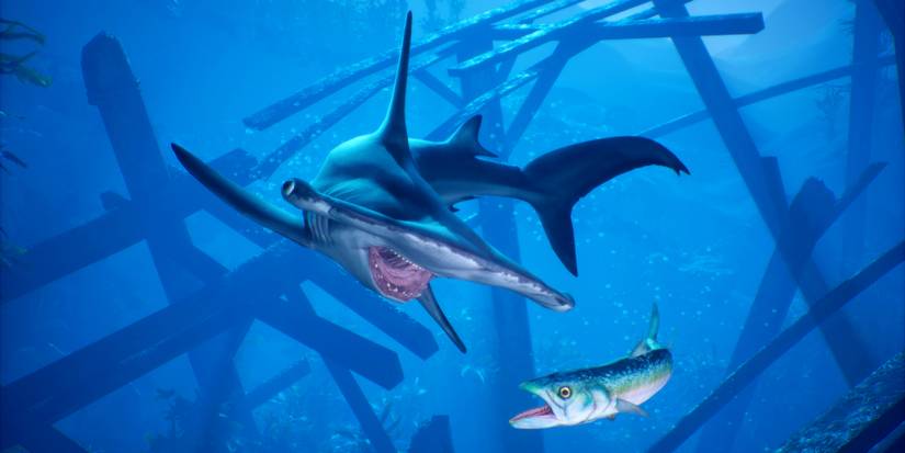 Maneater hammerhead shark about to eat fish