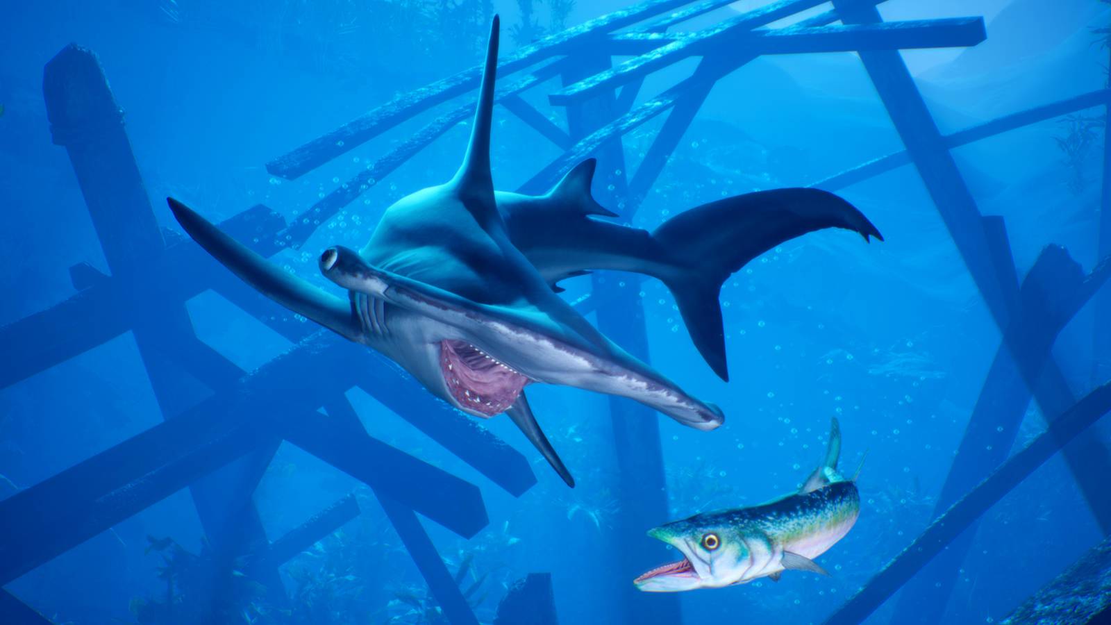 Maneater hammerhead shark about to eat fish