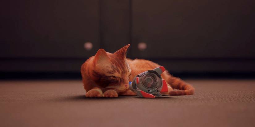 sleeping-cat-in-stray-1