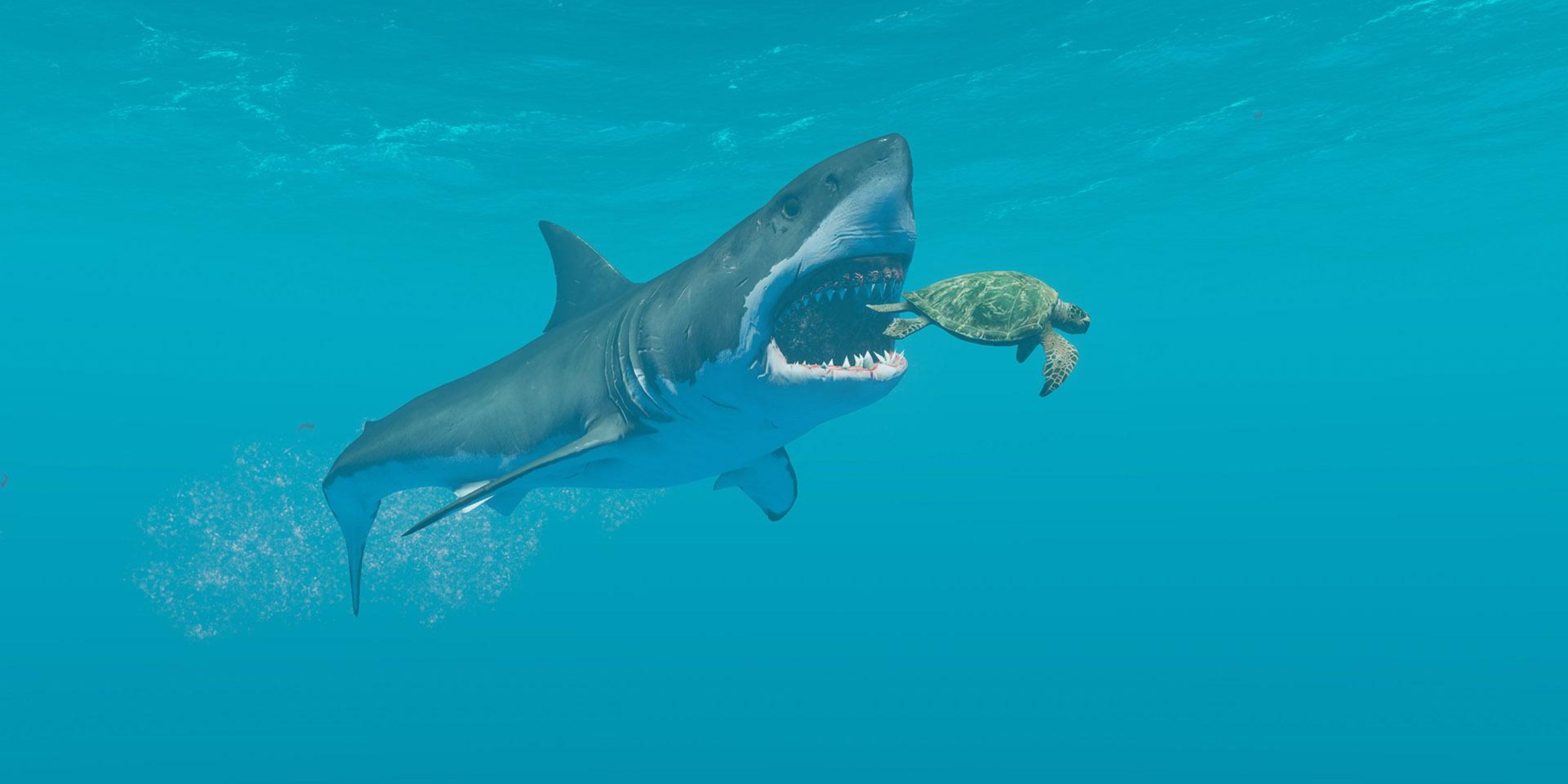 great white shark about to eat a turtle