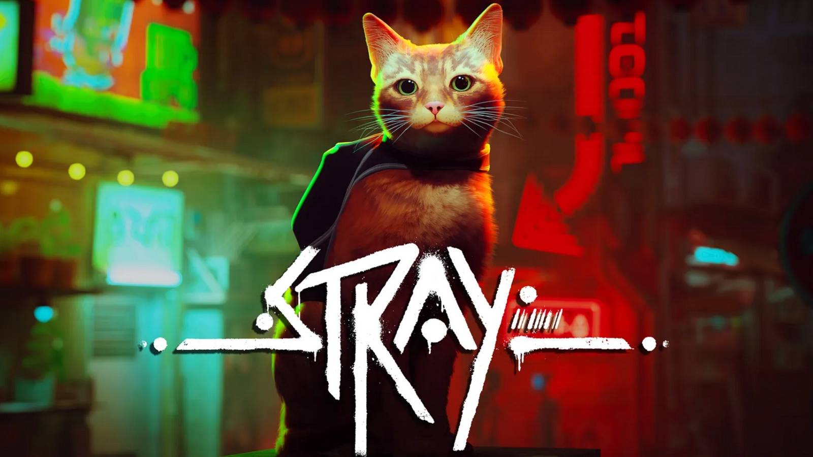 stray cat and logo
