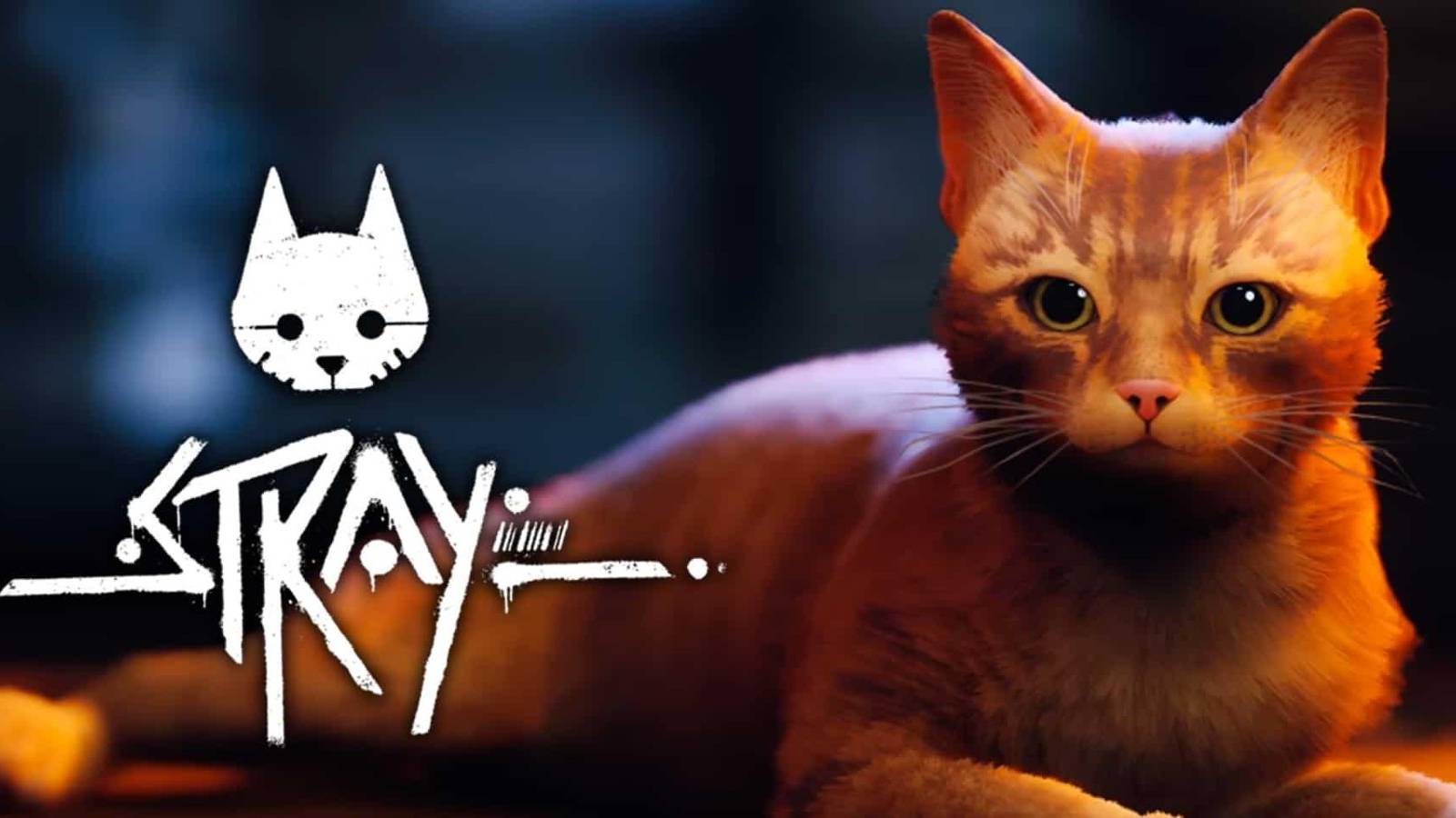 stray-cat-game-real-cats-watching-r