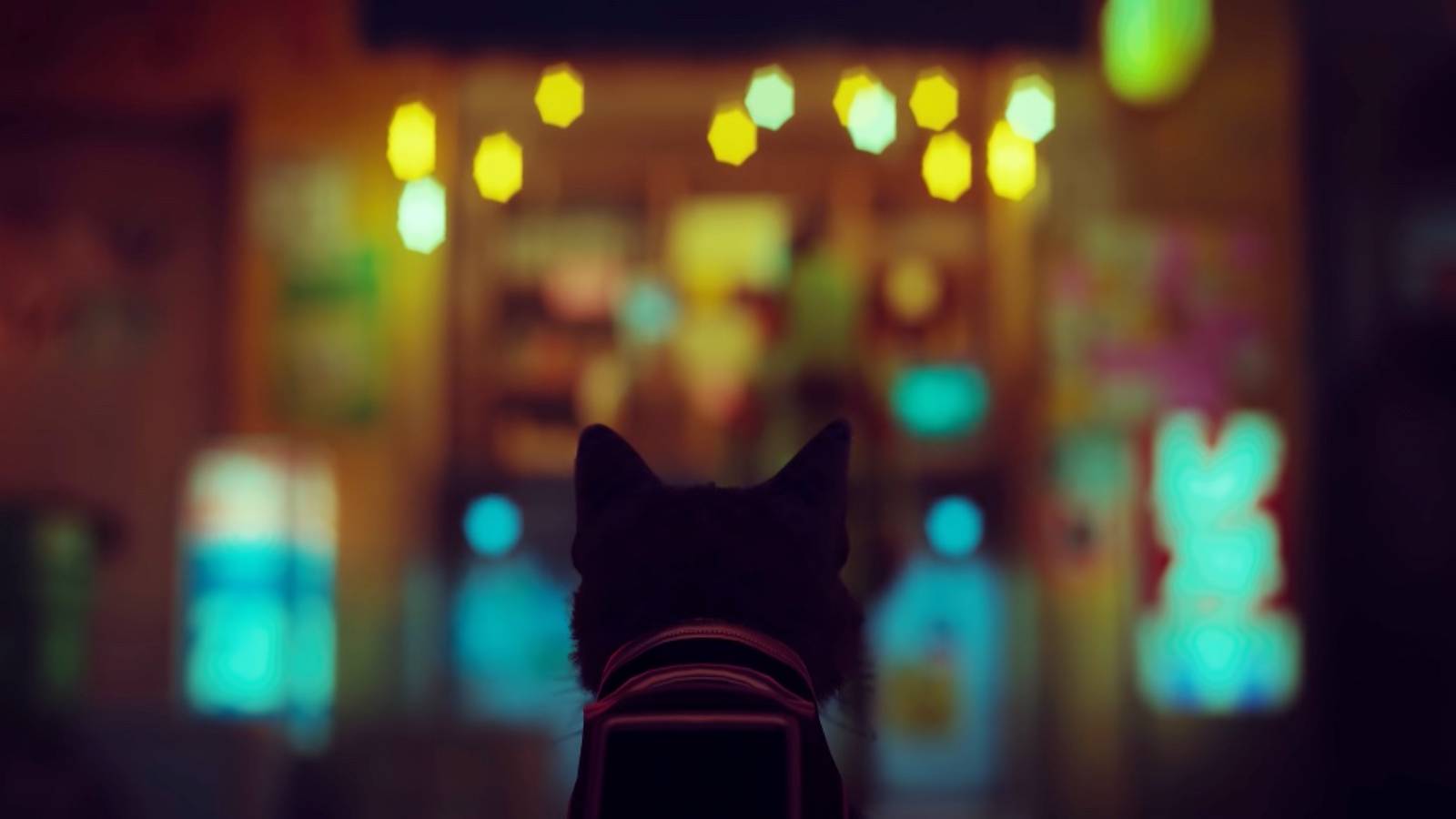 stray cat looking shop