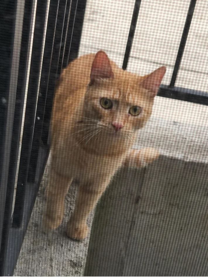 stray cat visitor