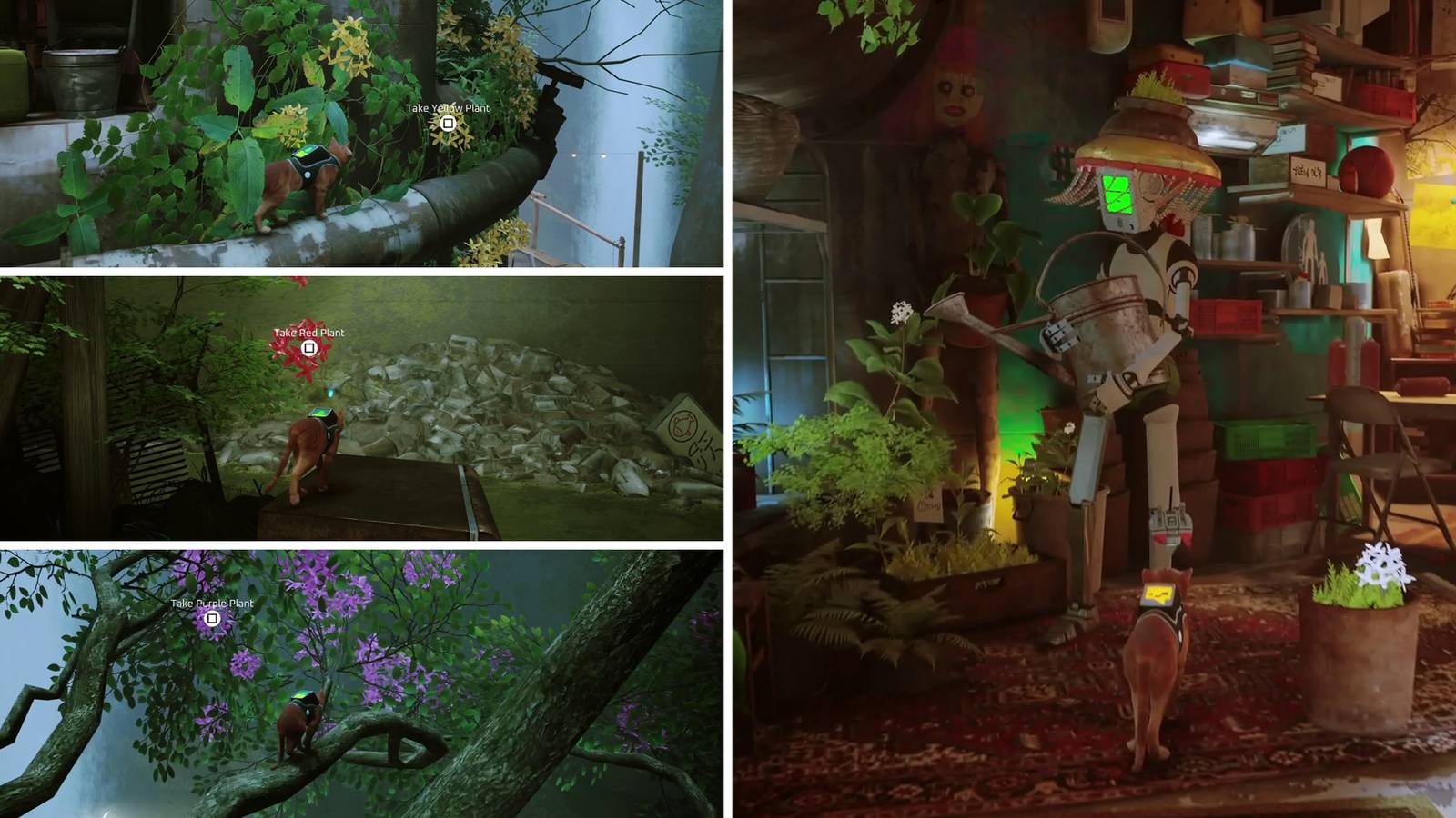 The yellow, red, and purple plant locations in Chapter 9 of Stray