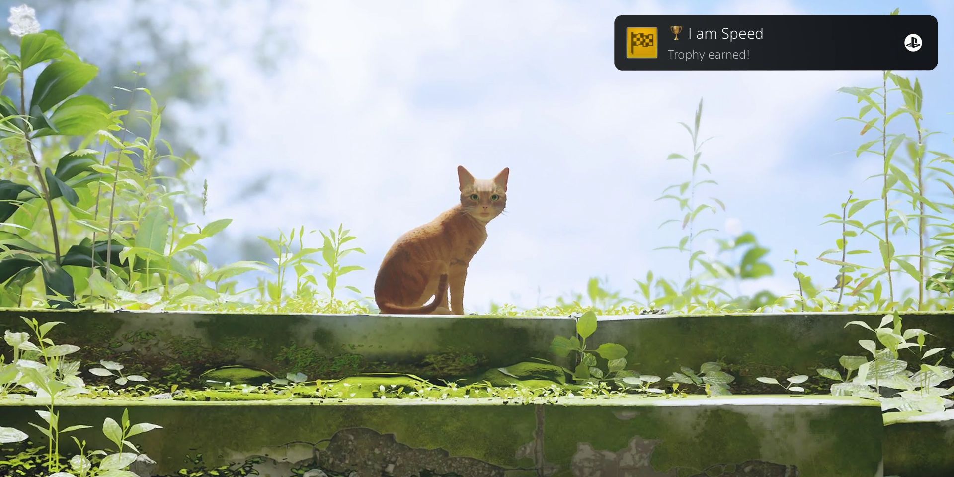 Советы по разблокировке трофея «Я — скорость» в Stray