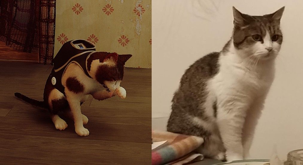 stray mod real life cat comparison