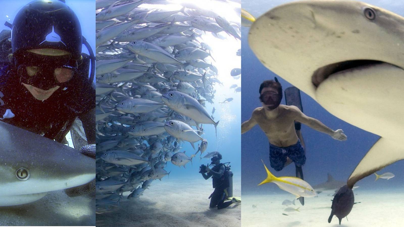 title image shark documentaries shark week