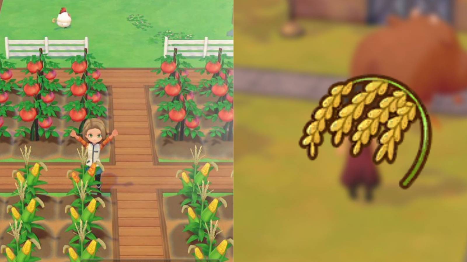 Player among crops in Pioneers of Olive Town, and a rice crop over a blurred background of player with cows