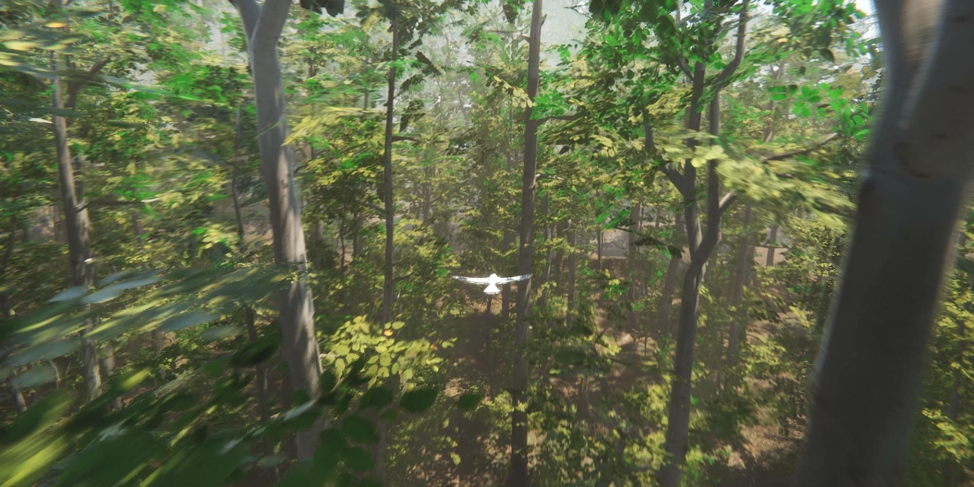 bird flying in the forest in Bird