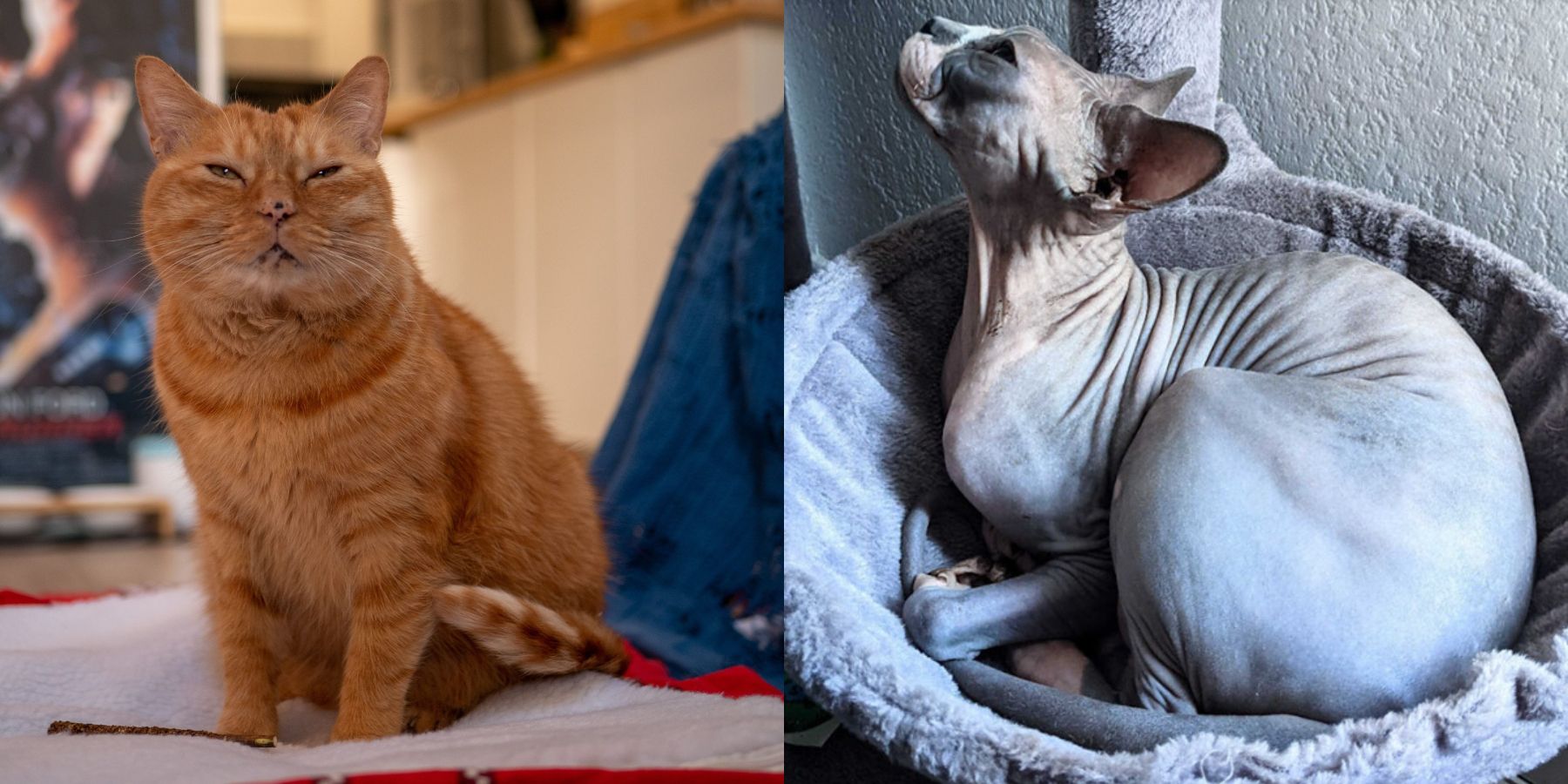 Split image of orange tabby and sphinx cat.
