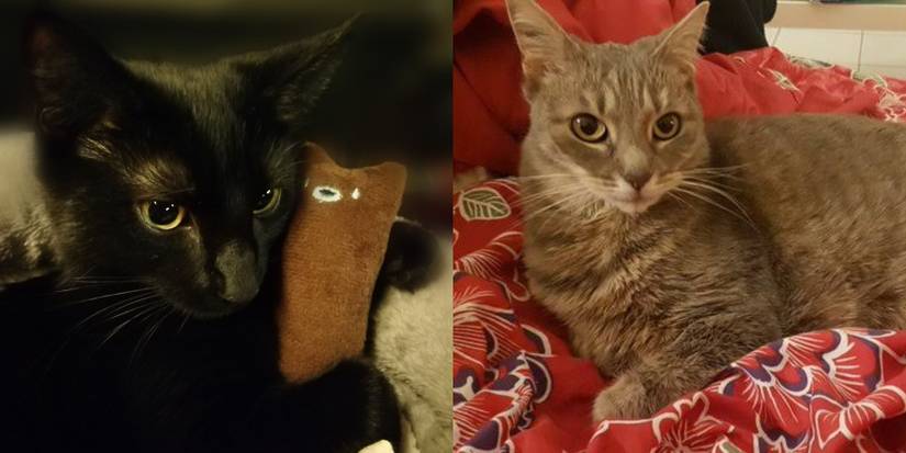 Split image of black cat and grey tabby.