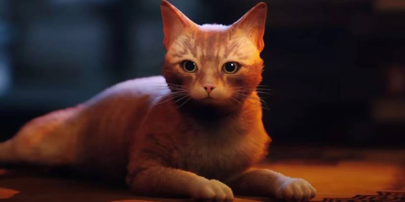 Stray cat lying down.