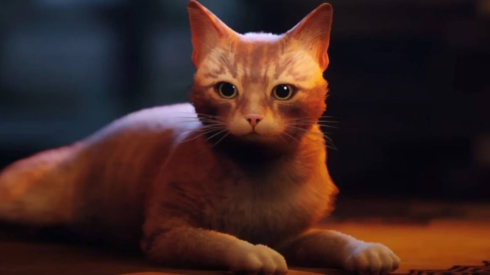 Stray cat lying down.