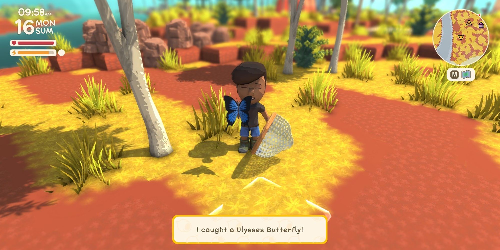 Catching a Ulysses Butterfly in Dinkum