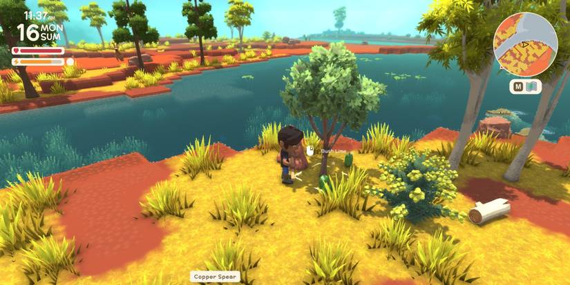 Collecting bush limes in Dinkum