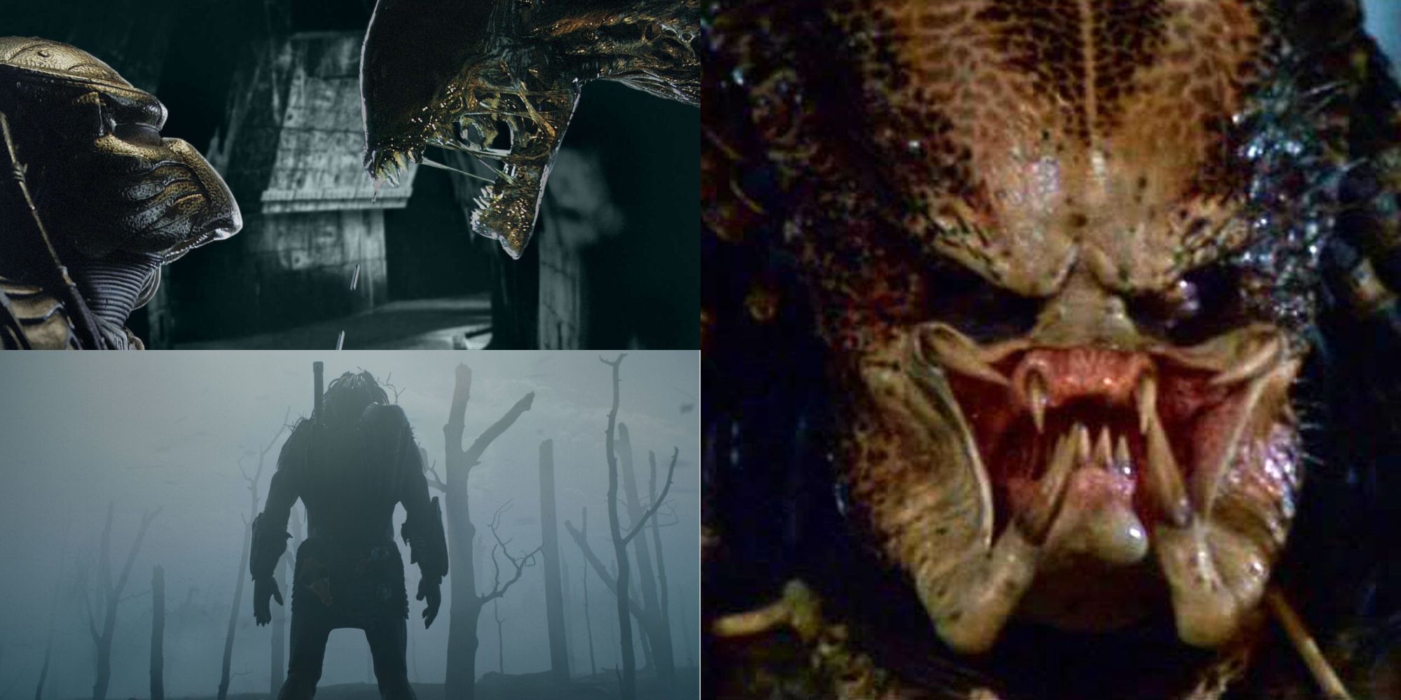 One Alien vs Predator Battle Proves Which Is the Better Killer