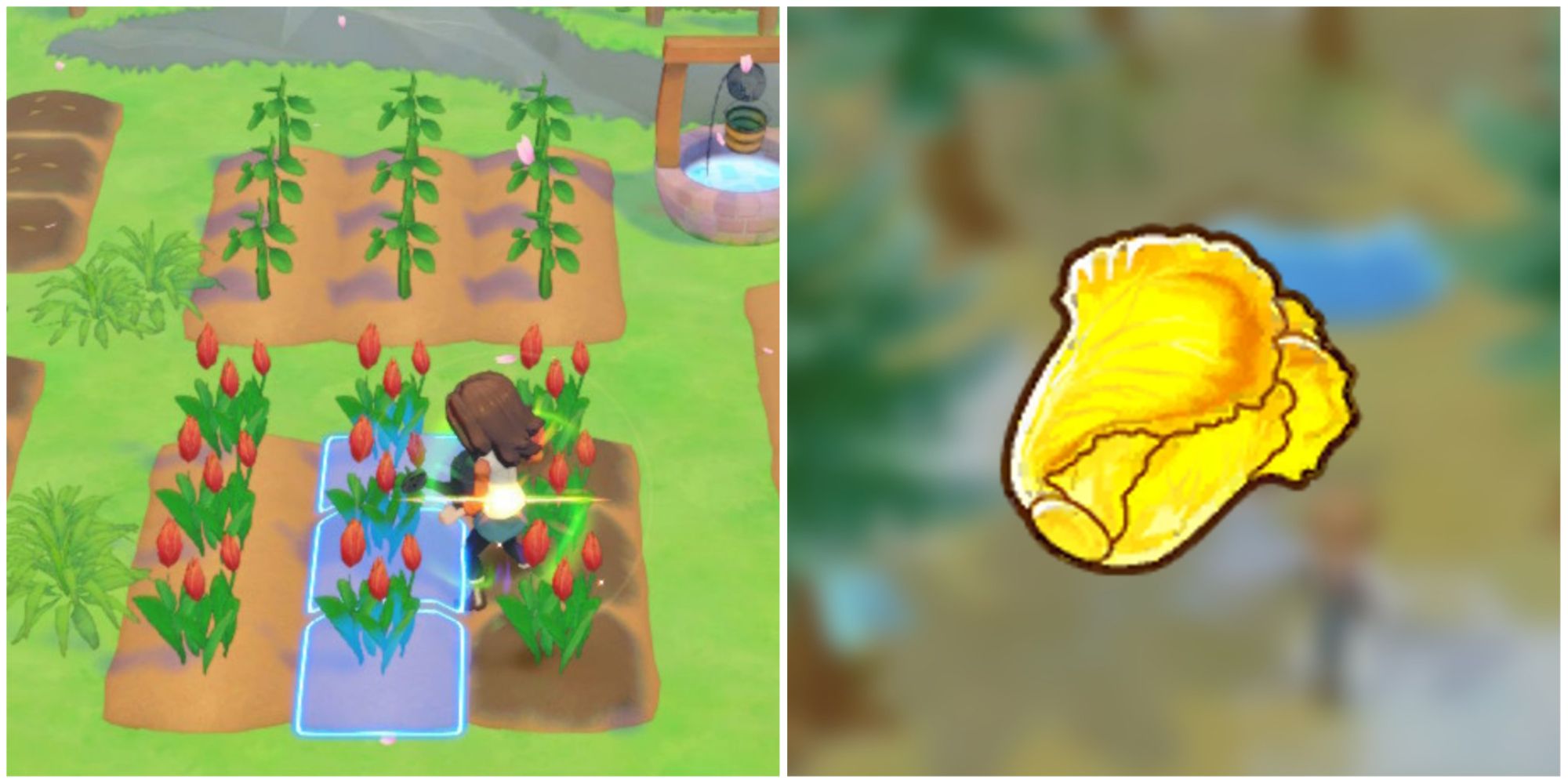 A player watering plants and a picture of a Golden Nappa Cabbage in Story of Seasons Pioneers of Olive Town