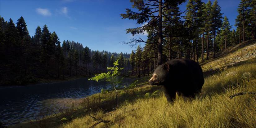 Way of the Hunter - Bear