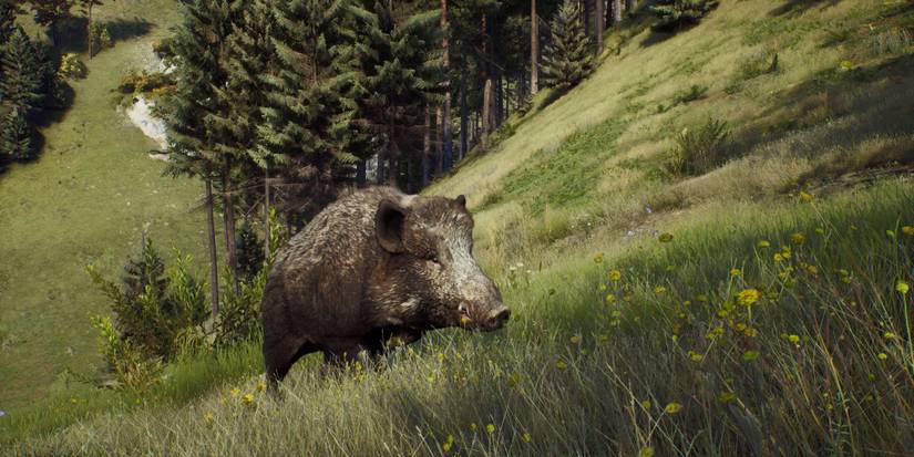 Way of the Hunter - Boar