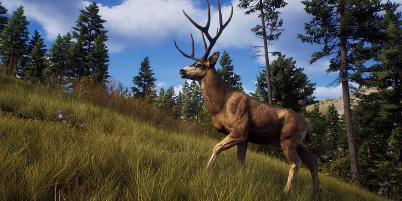 Way of the Hunter - Buck