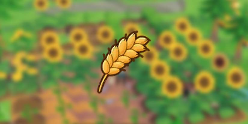 Wheat in front of sunflowers in Story of Seasons: Pioneers of Olive Town
