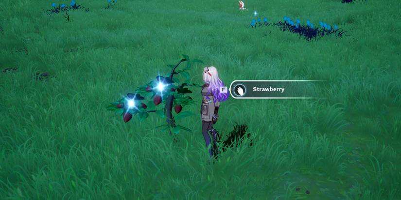 collecting strawberries in tower of fantasy