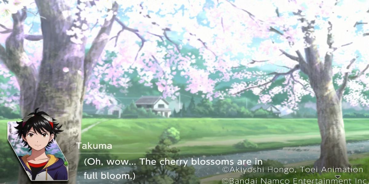 cherry blossom blooming