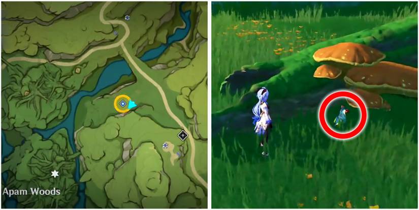 the dusk bird location in genshin impact