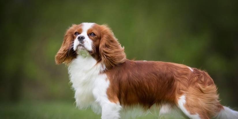 The Right Companion Visual Guide