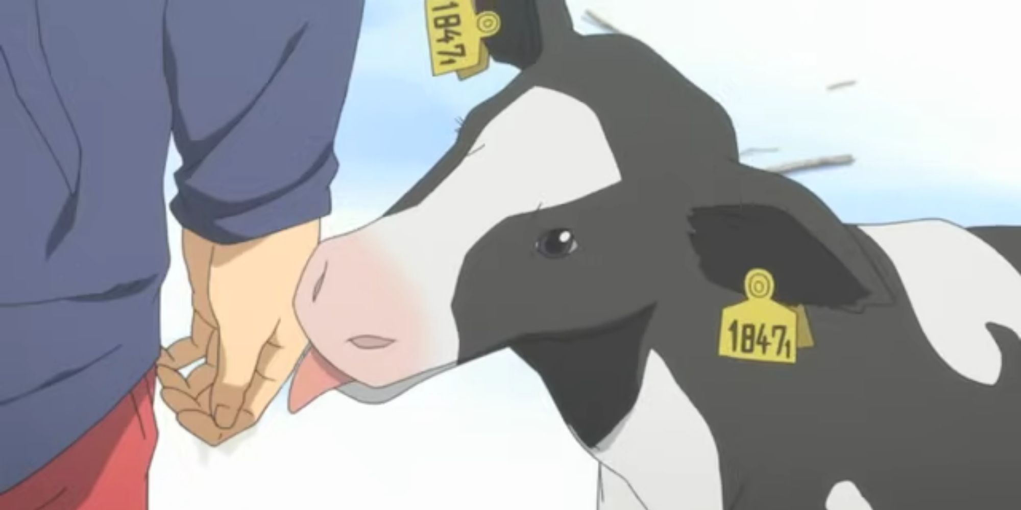 A cow licking someone's hand in Silver Spoon