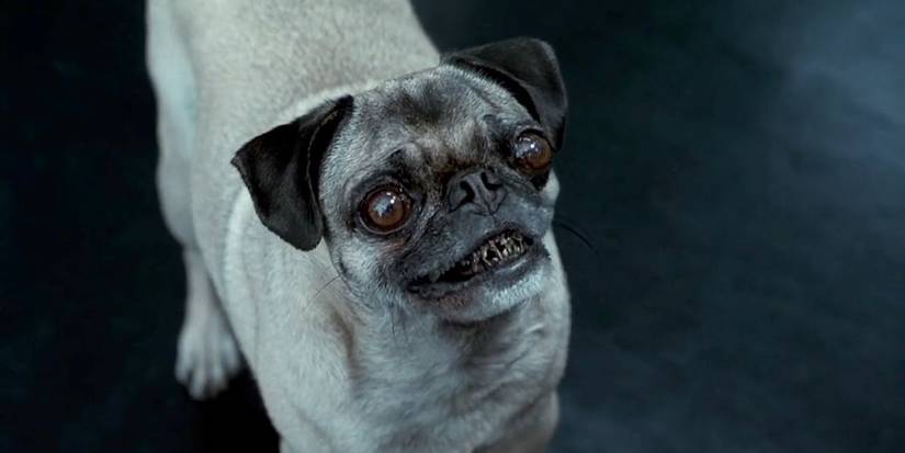 frank-pug-men-in-black Cropped