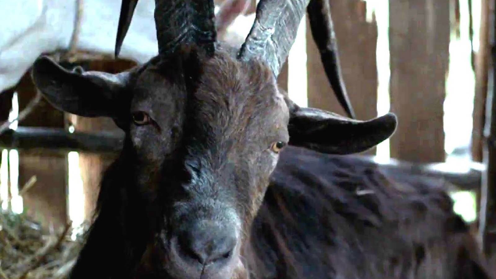 the-witch-black-phillip Cropped