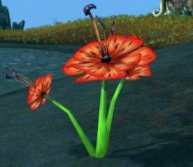 tiger lily wotlk farming