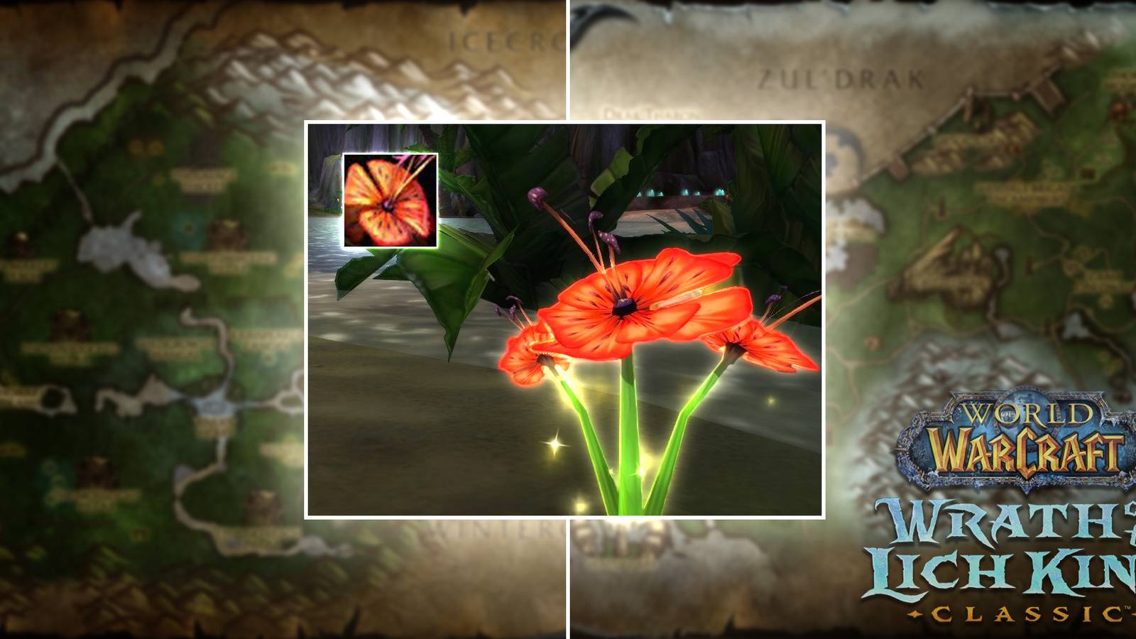in game screenshot of tiger lily and item icon where to farm in wow wotlk classic wrath